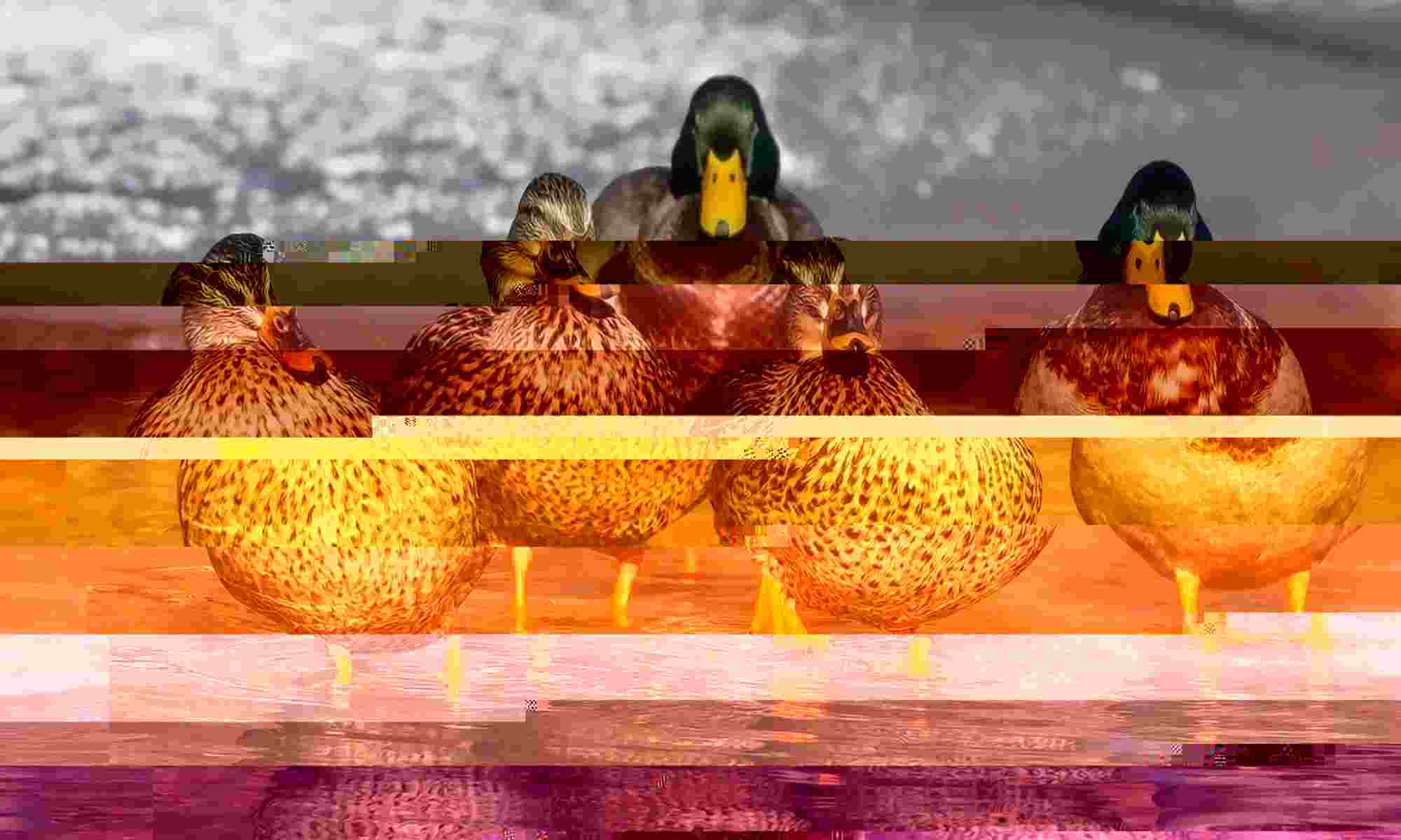 ducks r the best